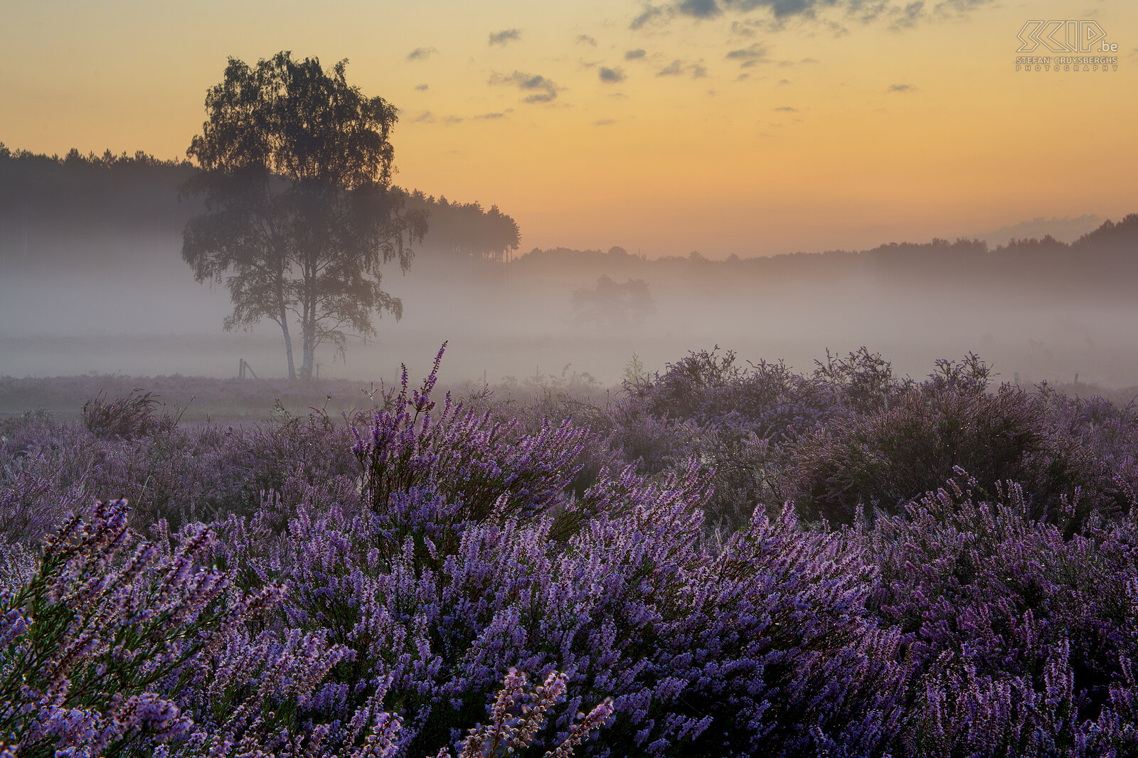 Sunrise at the heathlands - De Teut The end of August is always a good time for landscape photographers. In the morning there is often atmospheric fog and the heather is in full bloom in our regions. This is a small selection of photos of sunrises on the flowering heathlands. A few photos are made this year in the beautiful nature reserve the Teut in Zonhoven. The other images  are from past years in Gerhagen (Tessenderlo), Veerle heide(Veerle-Laakdal), Averbode heide (Scherpenheuvel), 's Hertogenheide (Aarschot) and Blekerheide (Lommel). Stefan Cruysberghs